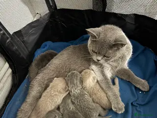 British Shorthair cats 3 Blue & 2 Lilac BSH Kittens - Advert 8