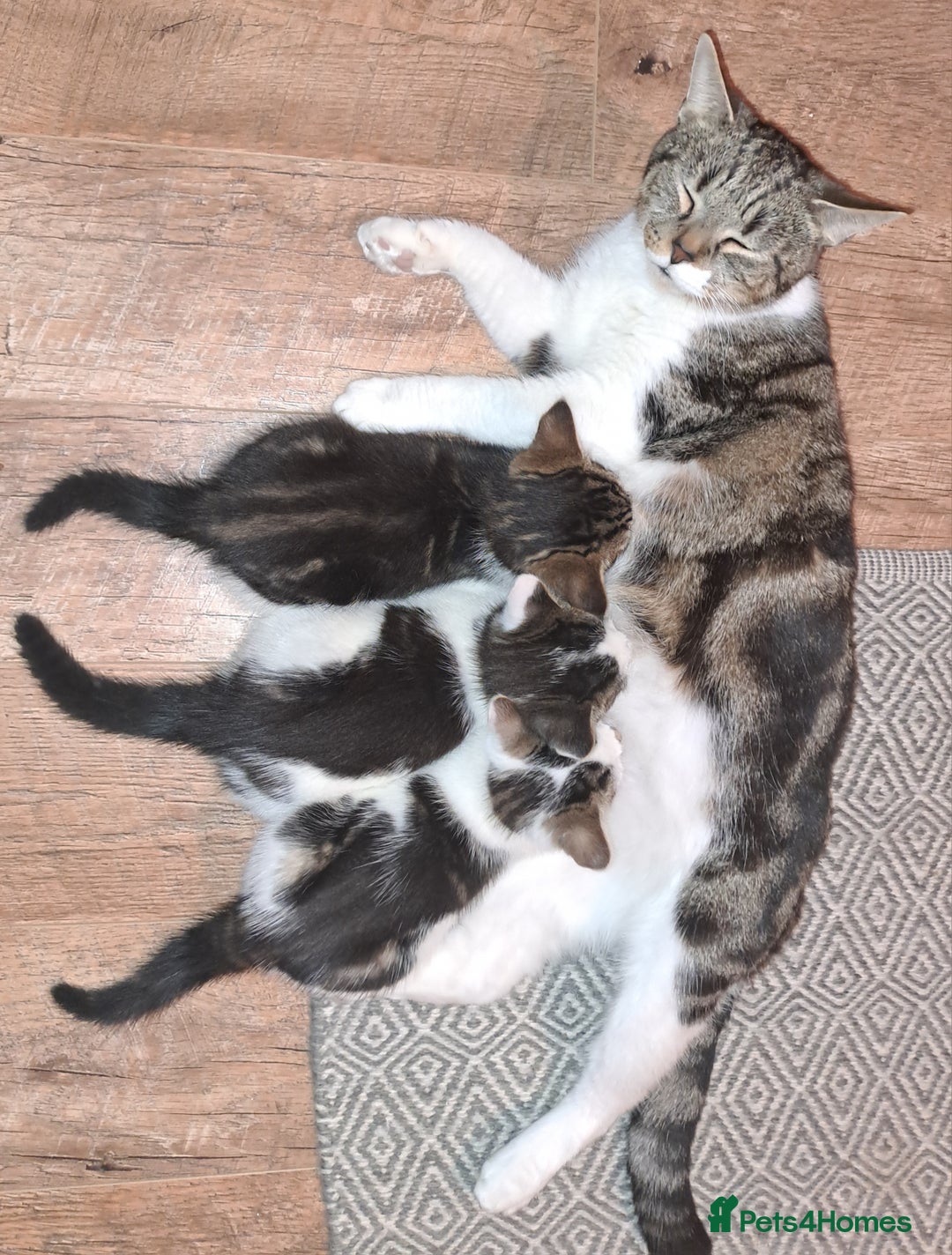 Domestic Shorthair cats for sale: 3 gorgeous kittens for sale - Advert 2