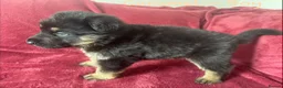 German Shepherd dogs for sale: Stunning Family Raised German Shepherd Puppies - Advert 10