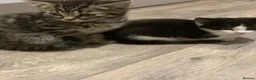 Mixed Breed cats for sale: Kittens - Advert 2