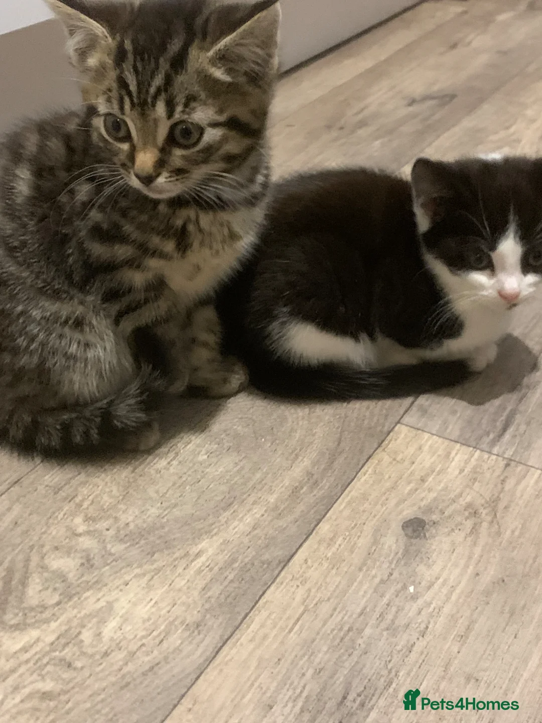 Mixed Breed cats for sale: Kittens - Advert 2