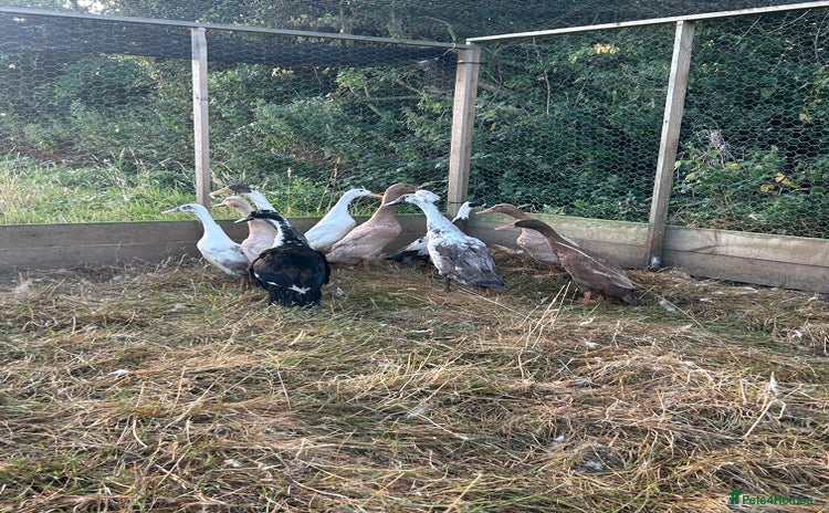 Ducks poultry - Advert 1