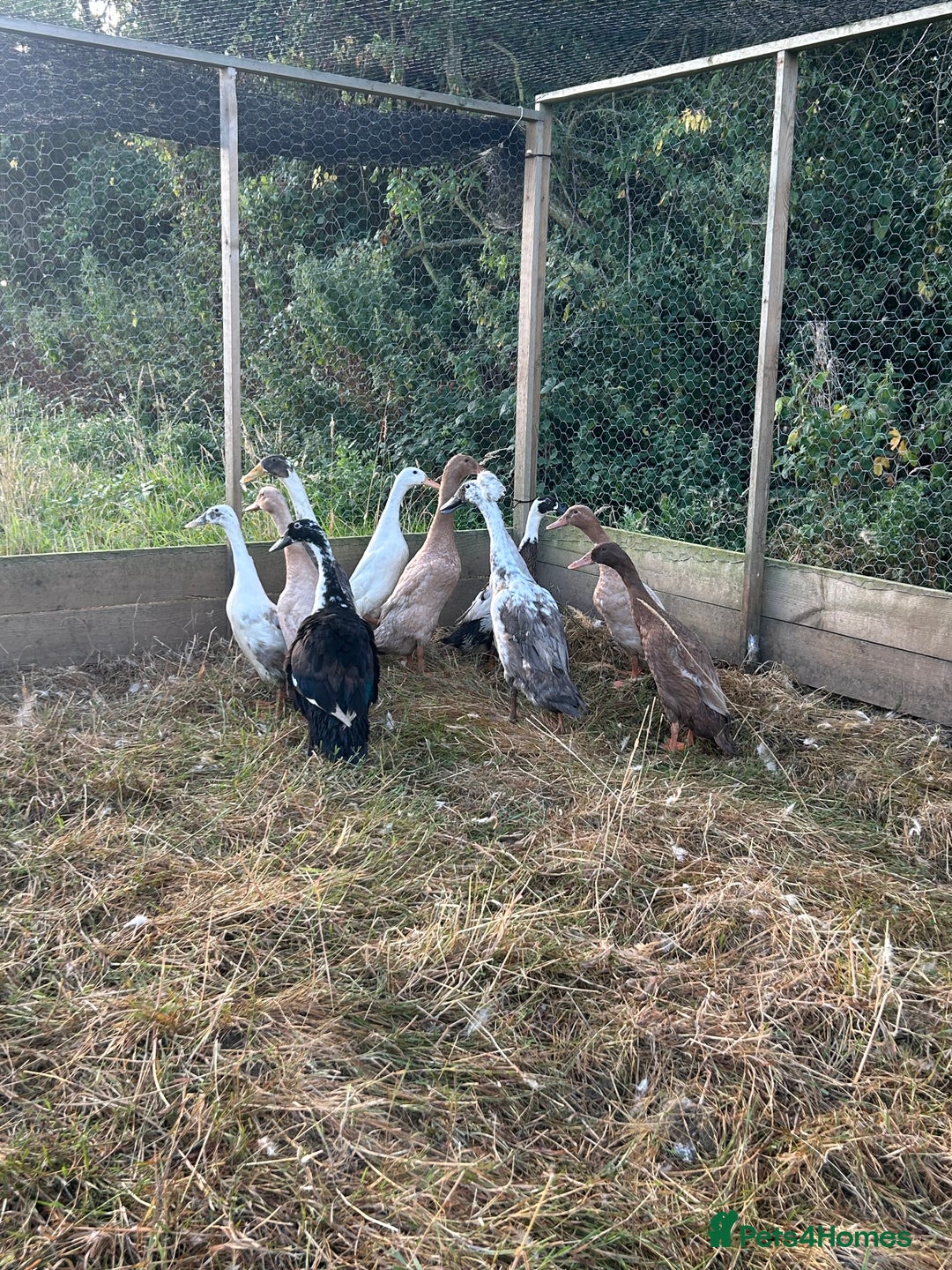 Ducks poultry for sale: Female Runner ducks  - Image 1
