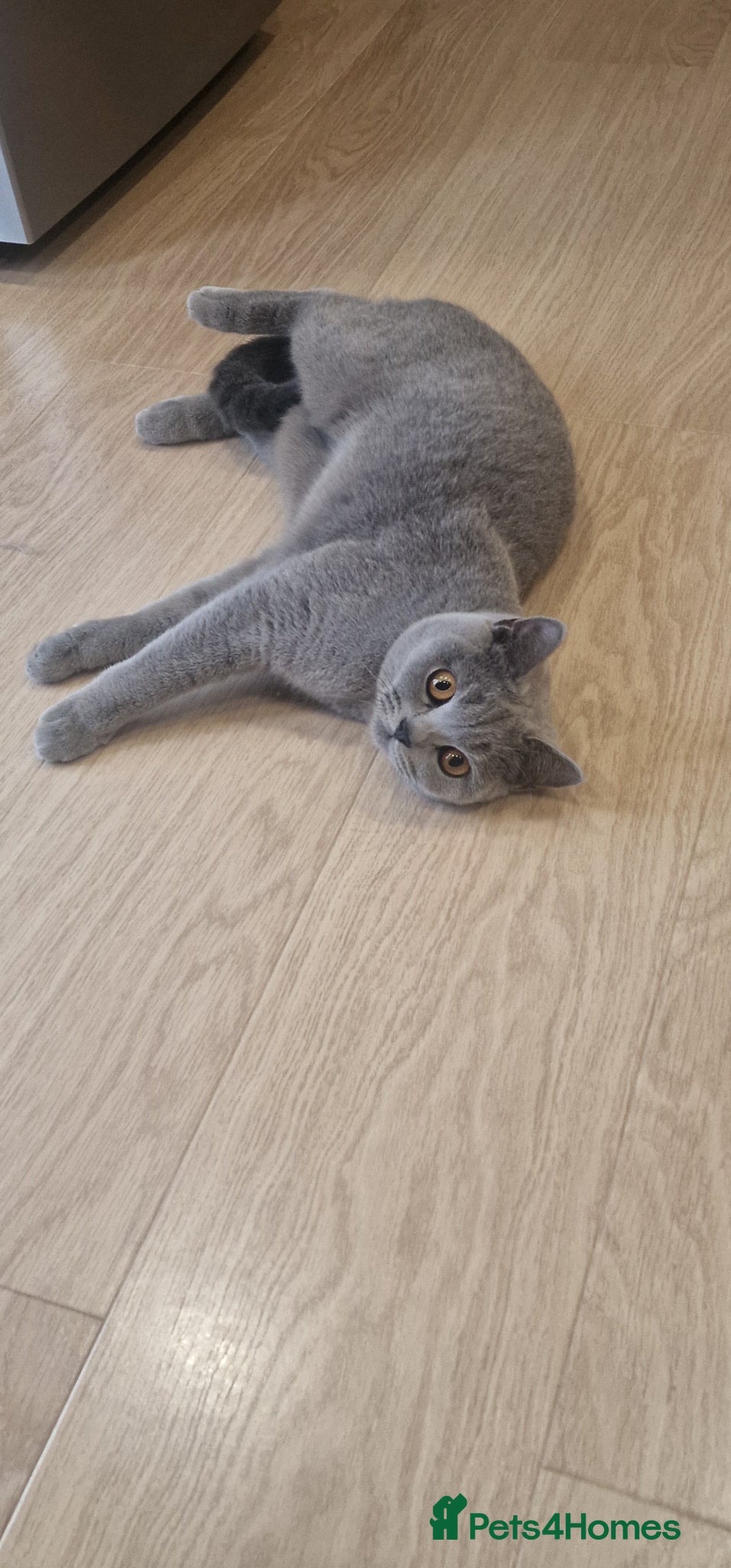 British Shorthair cats ❤️ Amasing girl❤️  - Advert 12