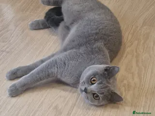 British Shorthair cats ❤️ Amasing girl❤️ - Advert 12