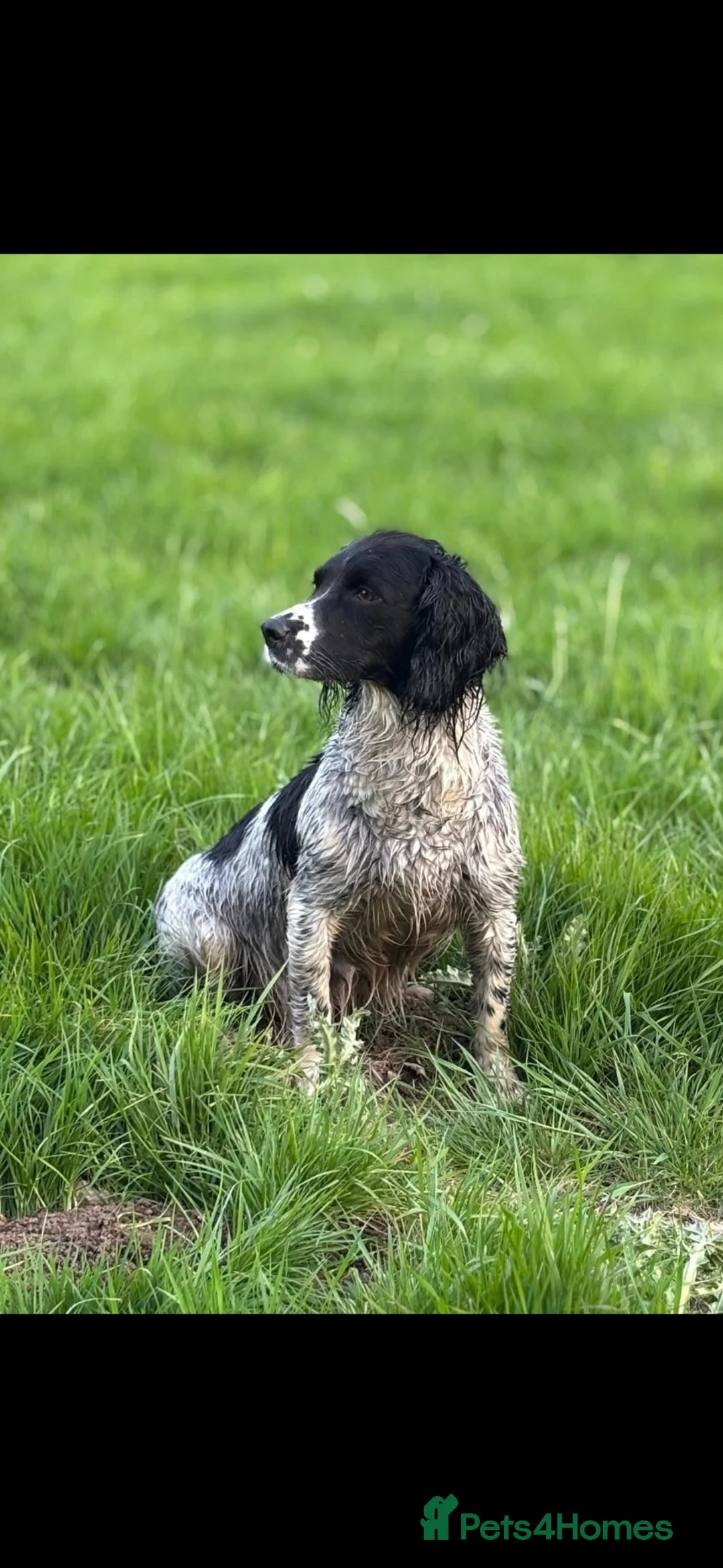 English Springer Spaniel dogs for sale: Springer Spaniel Puppies in Scunthorpe - Advert 6