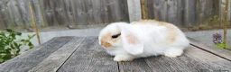 Mini Lop rabbits for sale: Mini Lop bunnies Pure Breed  - Advert 8
