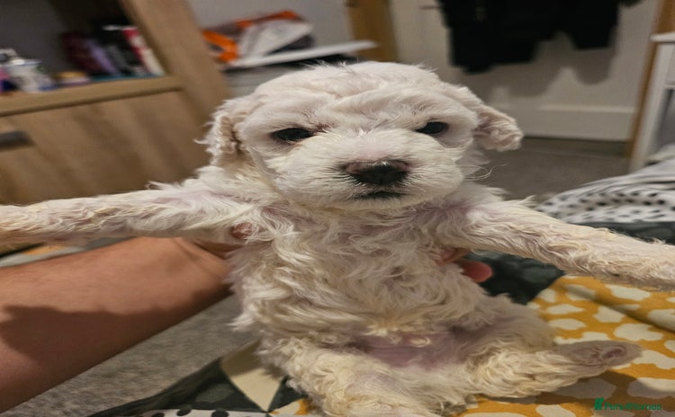 Bichon Frise dogs - Advert 1