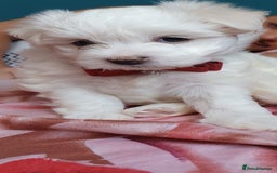 Maltese dogs for sale: Bichonul Maltese - Image 11