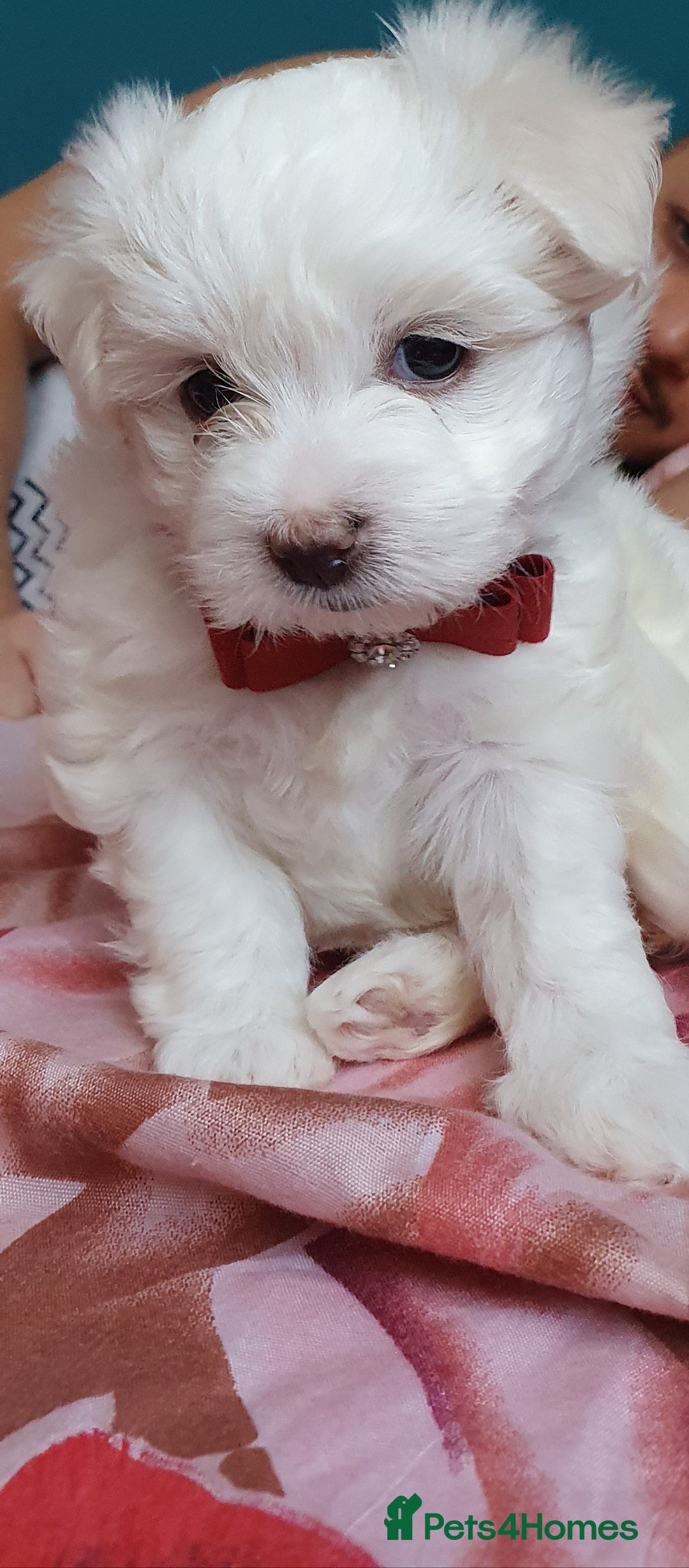 Maltese dogs for sale: Bichonul Maltese - Image 11