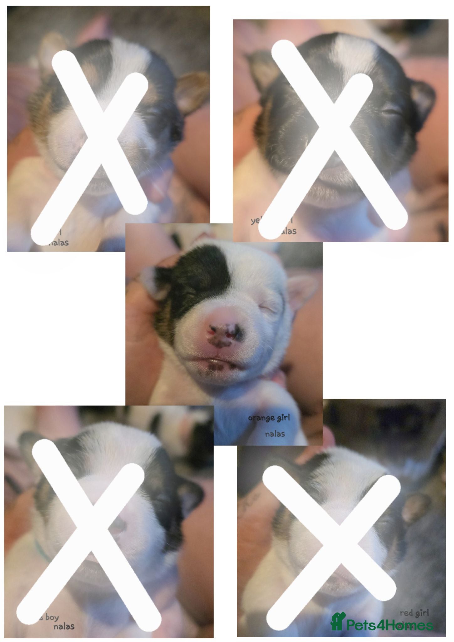 Jack Russell dogs  5 miniature jack russells  - Advert 19