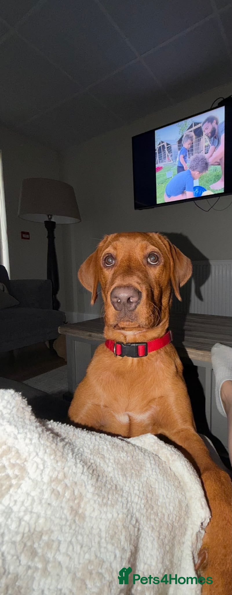 Labrador Retriever dogs Teddy - Advert 2