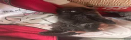 Mixed Breed cats for sale: Mixed kittens - Advert 20