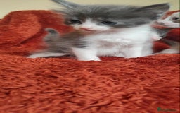 Mixed Breed cats for sale: Ragdoll X russian blue kittens - Image 9