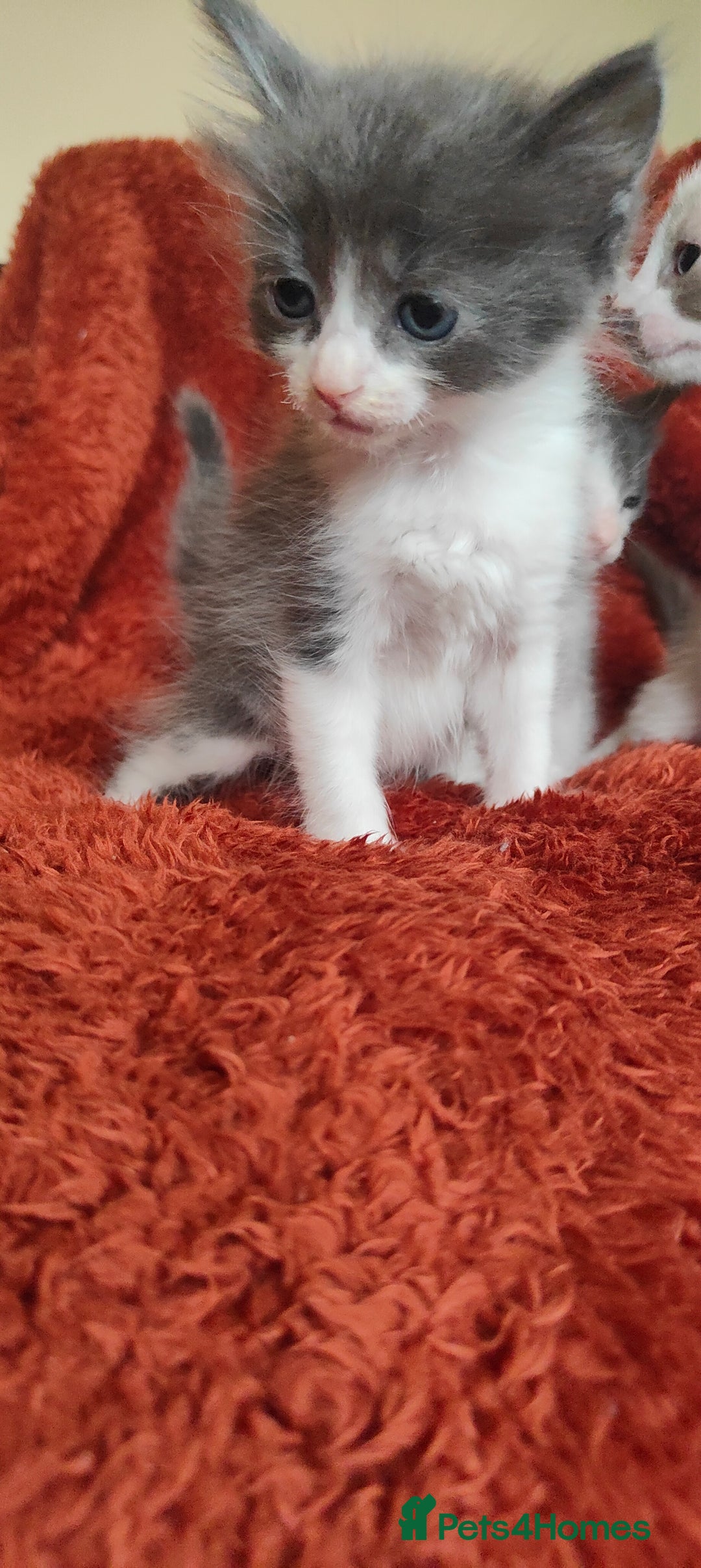 Mixed Breed cats for sale: Ragdoll X russian blue kittens - Image 9