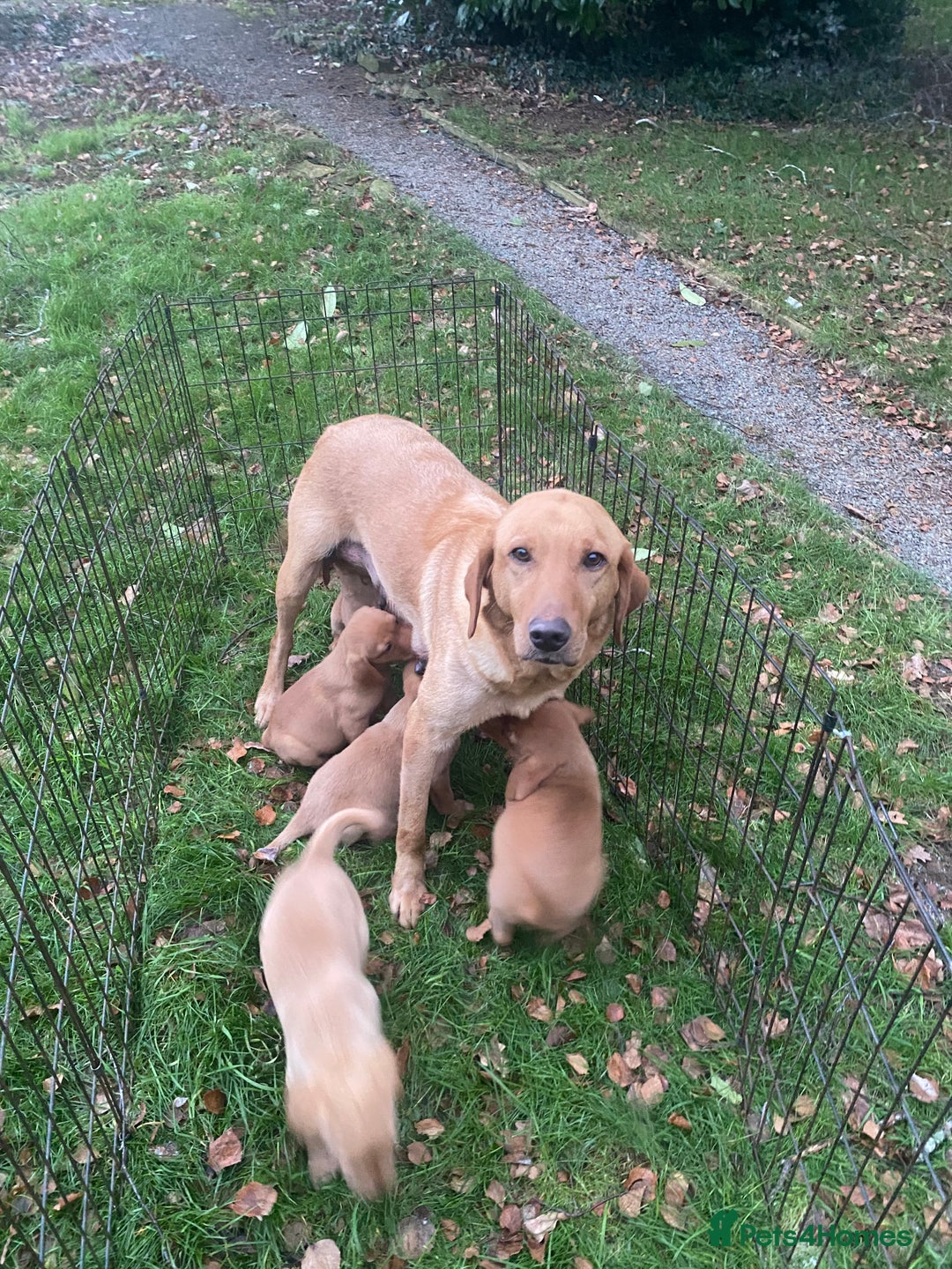 Labrador Retriever dogs for sale: Fox Red Labradors for sale - Advert 8