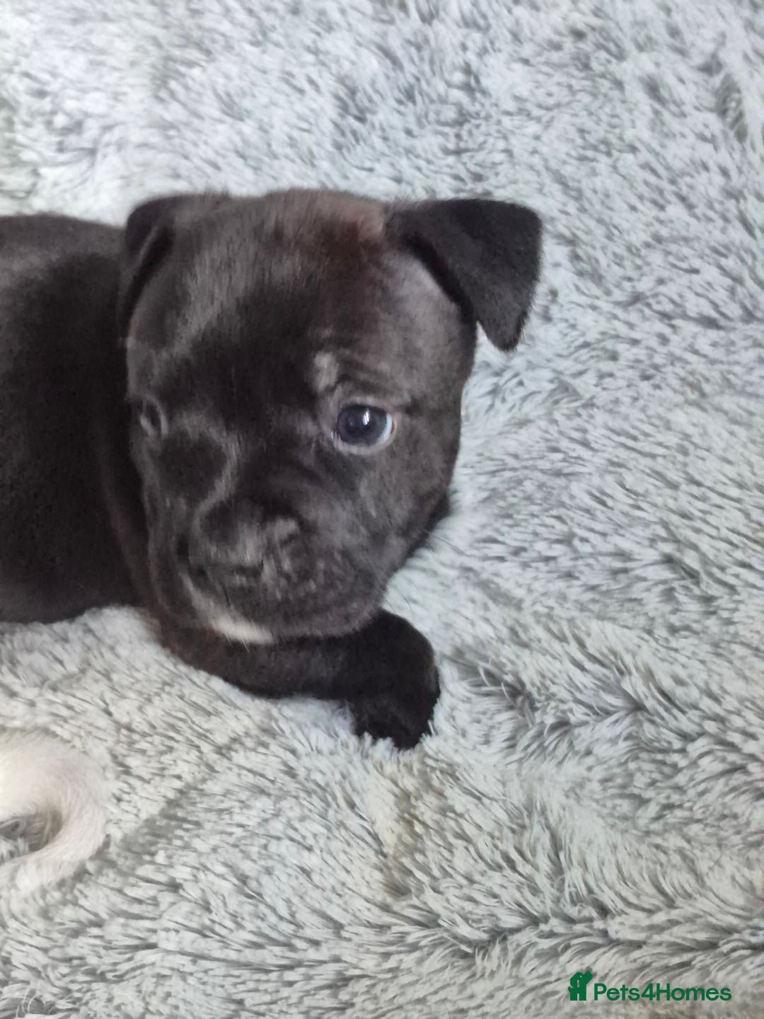 Staffordshire Bull Terrier dogs for sale: DNA HEALTH TESTED STAFFIE PUPPIES, BAER HEARING  - Advert 24