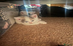 Mixed Breed cats for sale: Sweetest 5 kittens  - Image 8