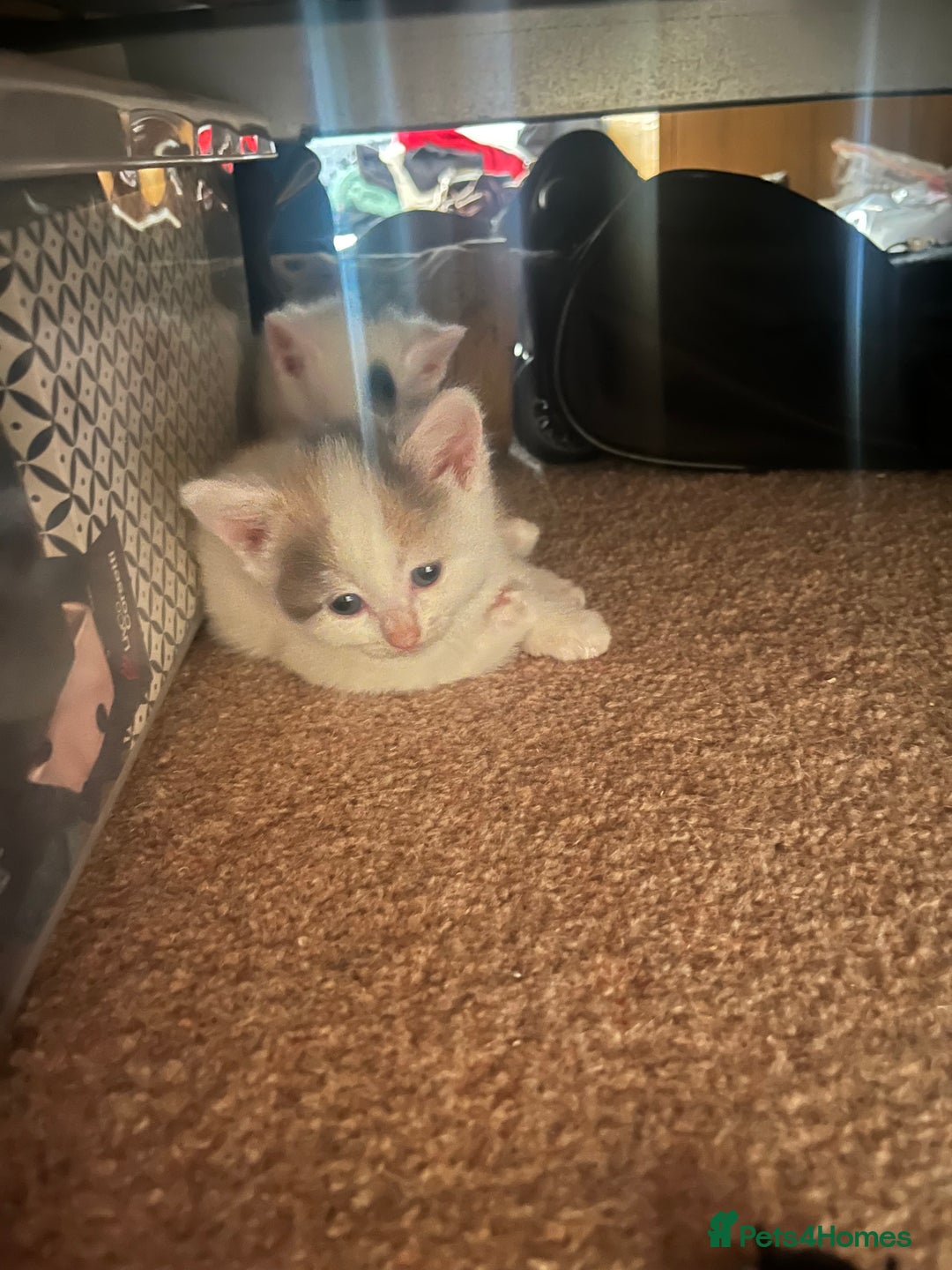Mixed Breed cats for sale: Sweetest 5 kittens  - Image 8