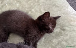Mixed Breed cats for sale: British short hair kittens  - Image 11