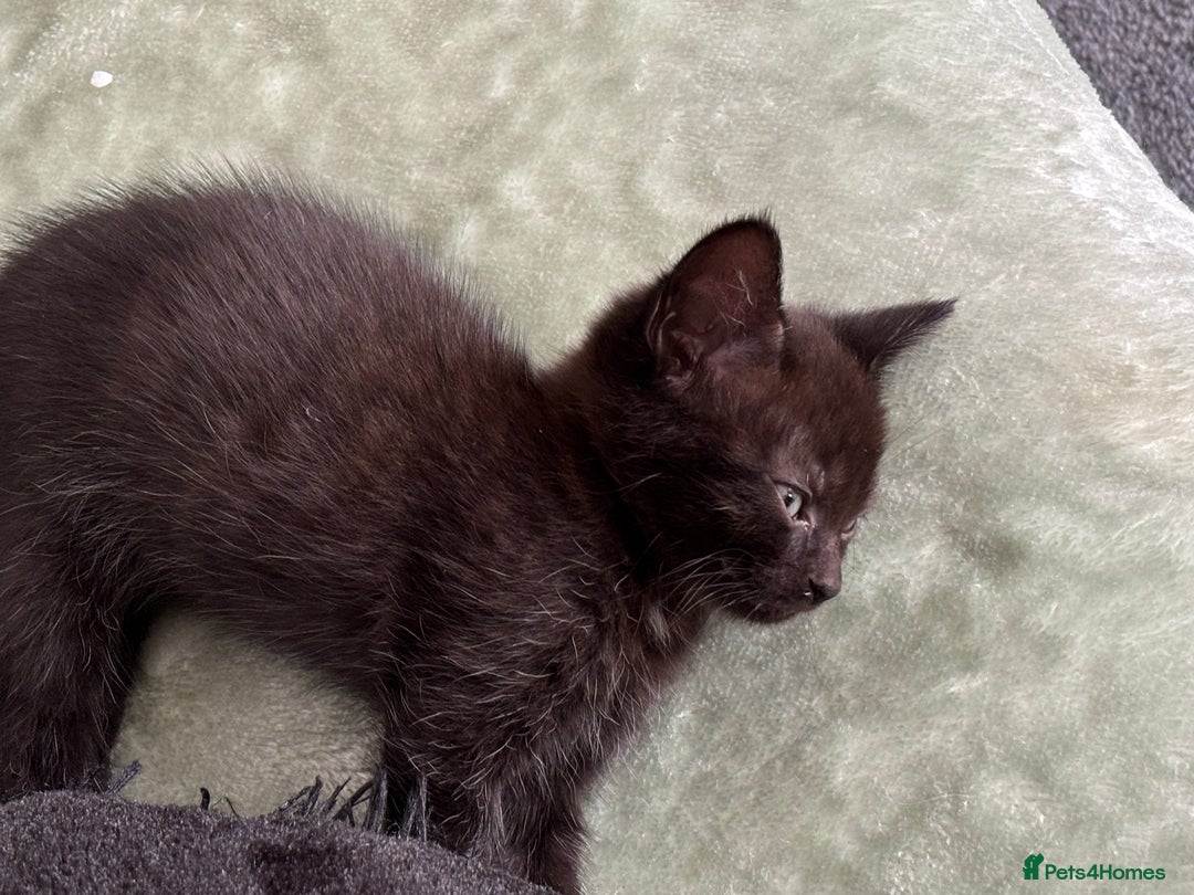 Mixed Breed cats for sale: British short hair kittens  - Image 11