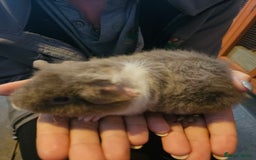 Guinea Pig rodents for sale: Mix of guinea pigs for sale  in Blackpool - Image 12