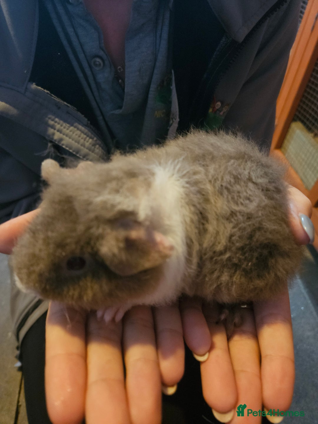 Guinea Pig rodents for sale: Mix of guinea pigs for sale  in Blackpool - Image 12