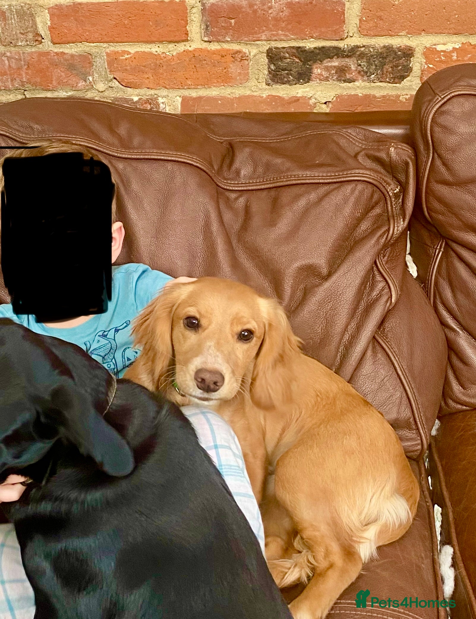 Cocker Spaniel dogs Beautiful 6 mnth KC Cocker Spaniel  - Advert 3