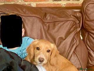 Cocker Spaniel dogs Beautiful 6 mnth KC Cocker Spaniel - Advert 1