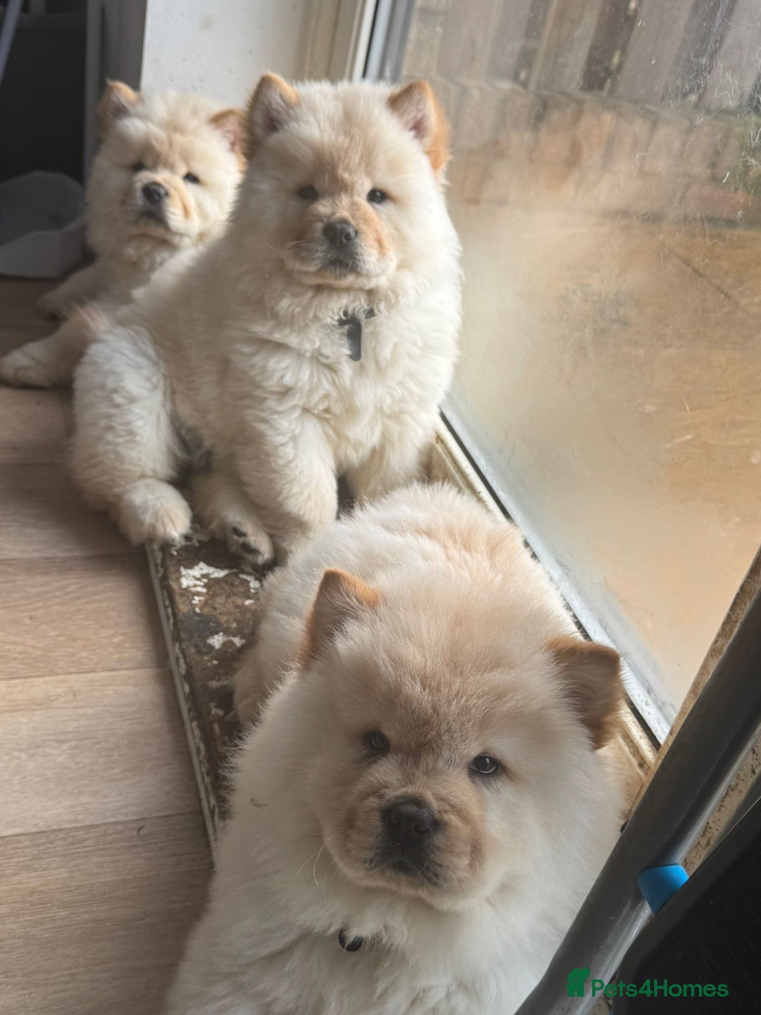 Chow Chow dogs for sale: Miss chow chow mummy  - Advert 16