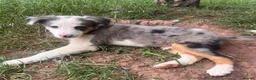 Mixed Breed dogs for sale: 4 beautiful collie pups  - Advert 14