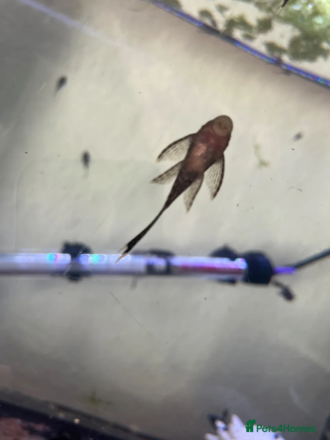 Plecos fish for sale: Still available! Longfin and shortfin bristlenose - Advert 2