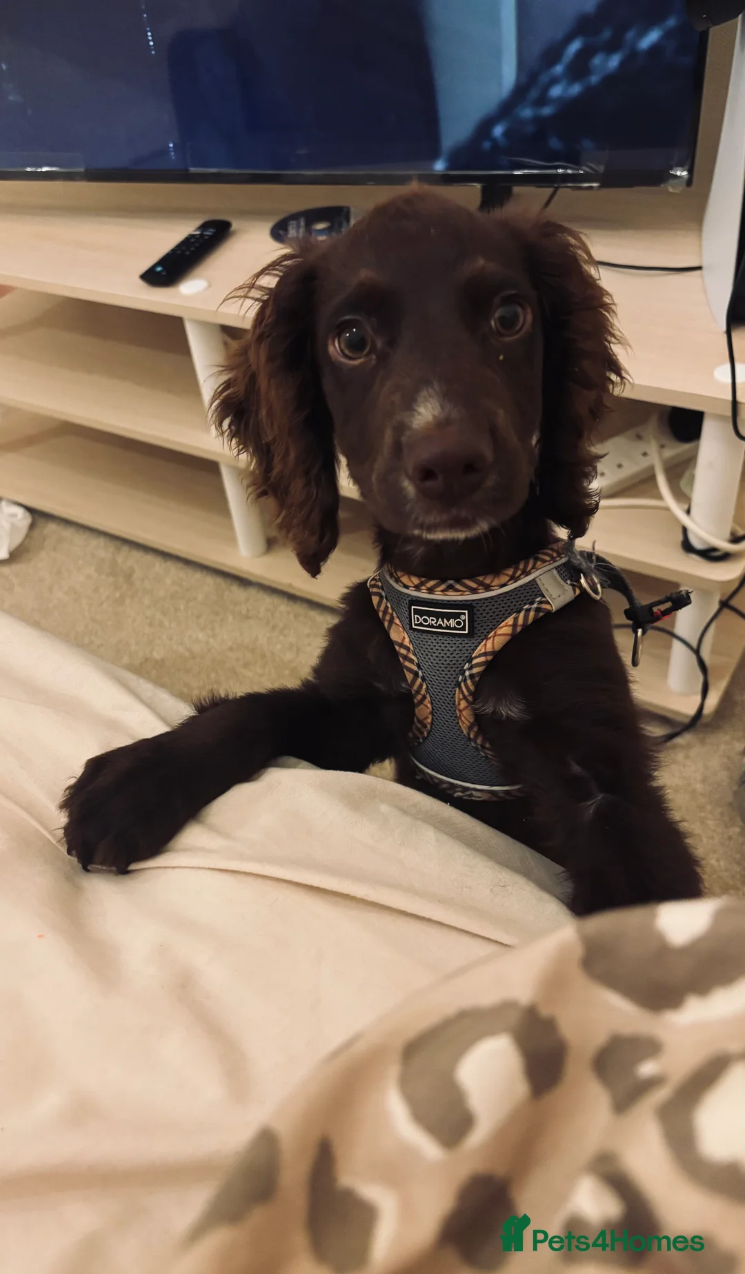 Cocker Spaniel dogs for sale: Chocolate cocker spaniel  - Advert 2