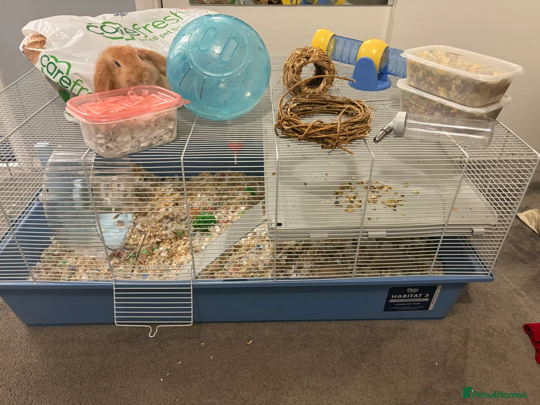 Hamster rodents for sale: 6 month old male Syrian hamster and enclosure  - Advert 2