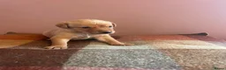 Labrador Retriever dogs for sale: KC Reg Labrador Retriever Puppies  - Advert 9