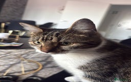Mixed Breed cats for sale: ✨ Loving 2-Year-Old Cat Seeking Forever Home ✨ - Image 5