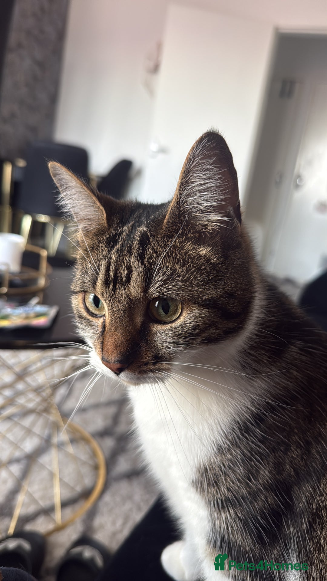 Mixed Breed cats for sale: ✨ Loving 2-Year-Old Cat Seeking Forever Home ✨ - Image 5