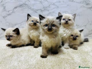 Ragdoll cats Pure Beautiful Ragdoll Kittens - Advert 6