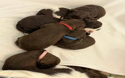 Cocker Spaniel dogs for sale: Working cocker spaniel puppies - Image 11