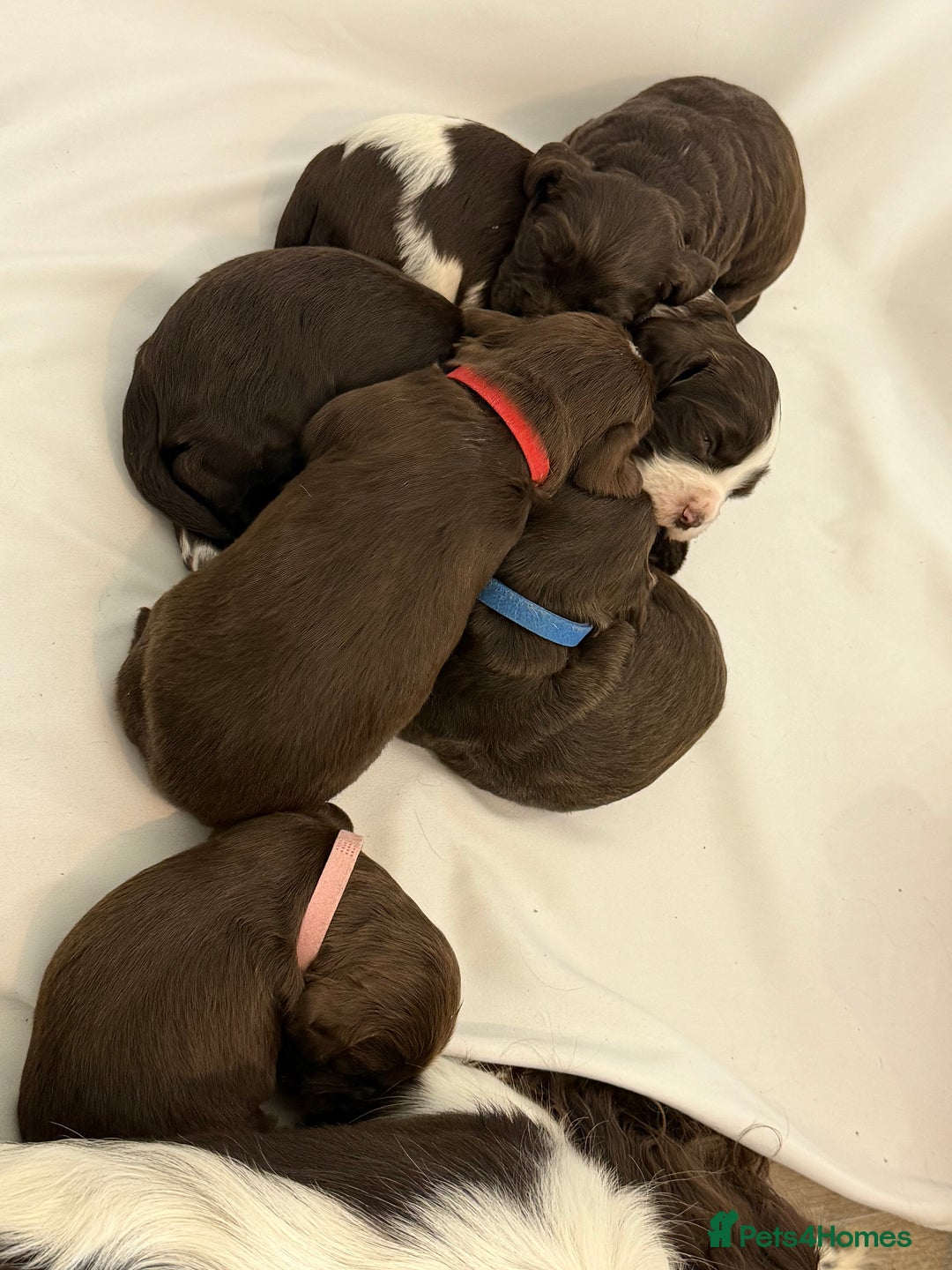 Cocker Spaniel dogs for sale: Working cocker spaniel puppies - Image 11