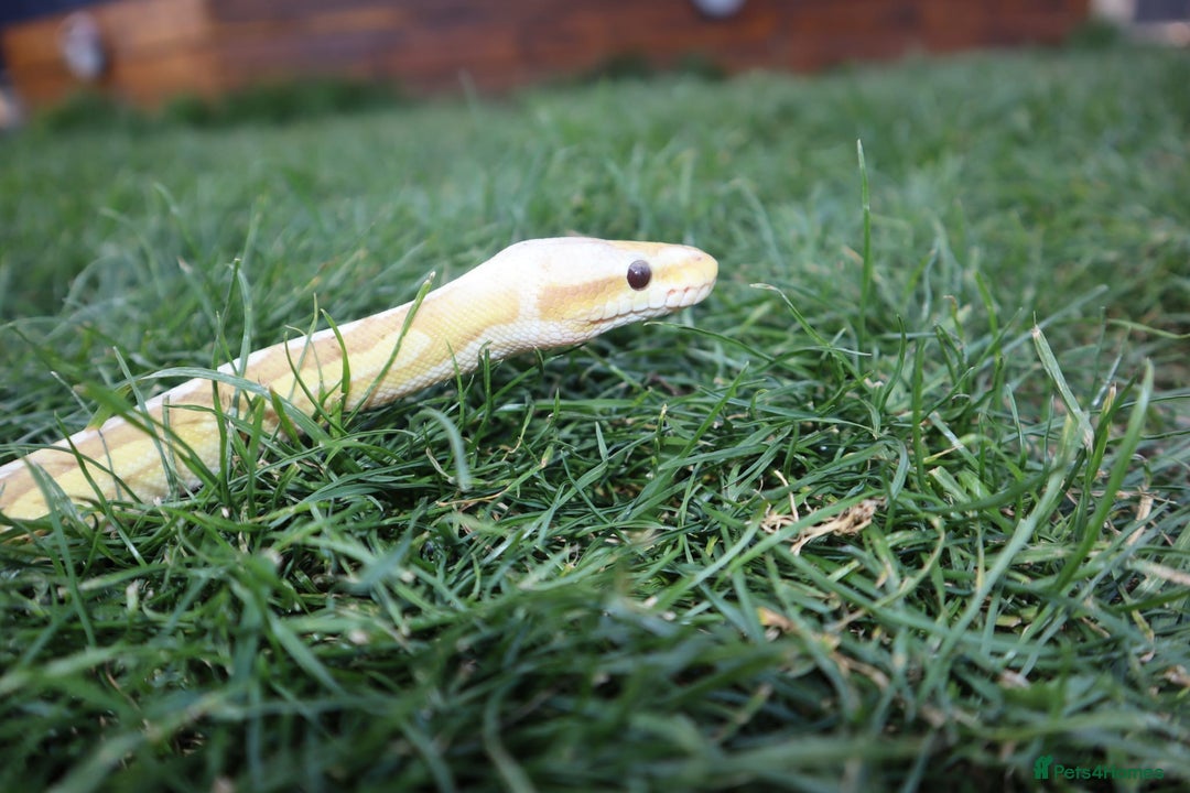 Python Snake reptiles for sale: Lovely male banana pewter royal python  - Image 5