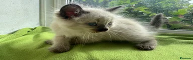 Ragdoll 6