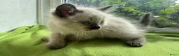 Ragdoll cats for sale: Beautiful Ragdoll Kittens :)  - Advert 25