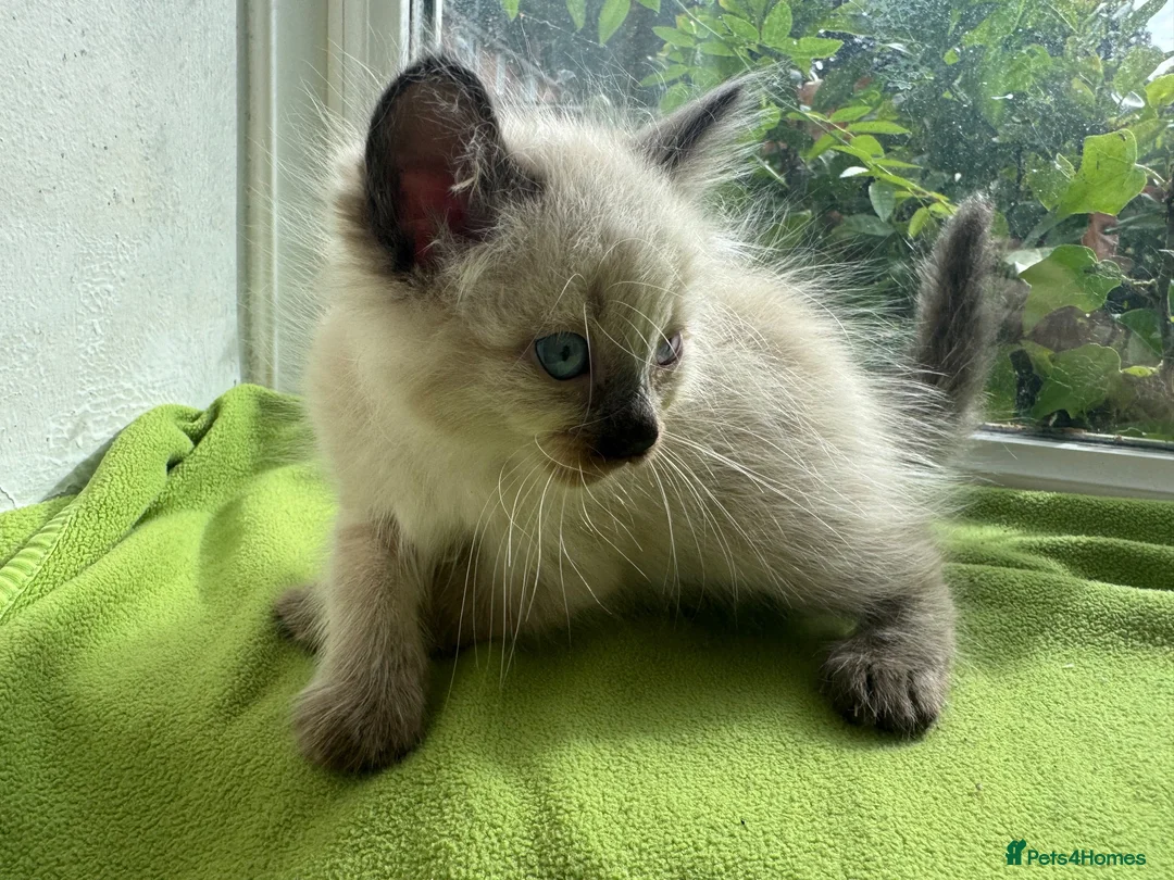 Ragdoll cats for sale: Beautiful Ragdoll Kittens :)  - Advert 25
