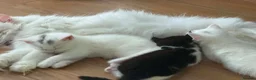 Persian cats for sale: Persian Cross Kittens – 2 Males & 1 Female - Advert 16