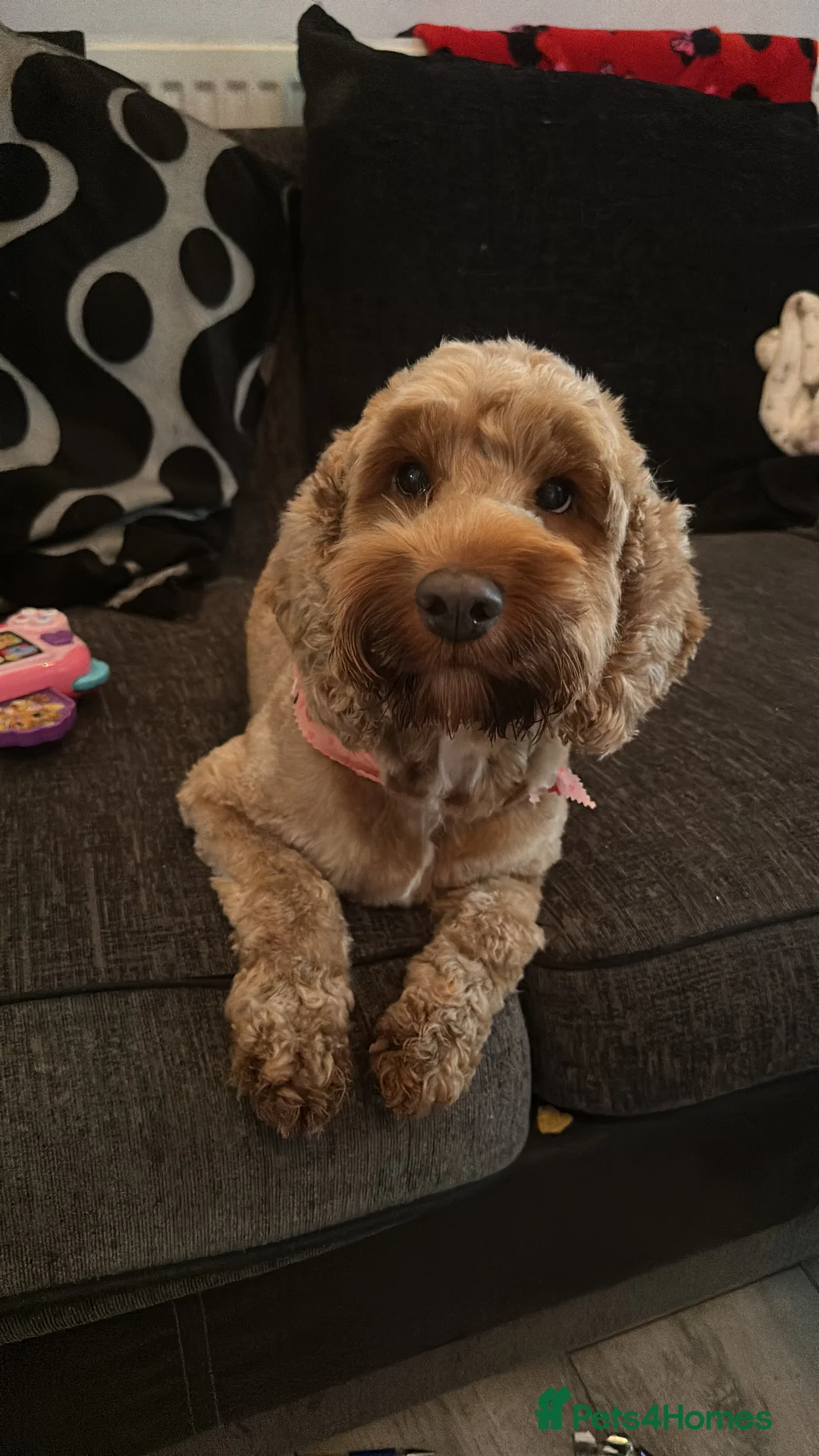 Cockapoo dogs for sale: Beautiful litter of Cockapoo Puppies - Advert 7