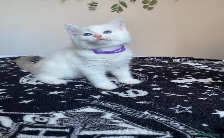 Ragdoll cats - Advert 5