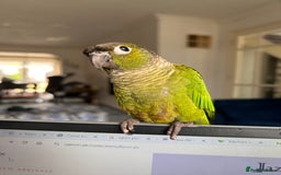 Conures birds for sale: 7 month old baby conure - Image 1