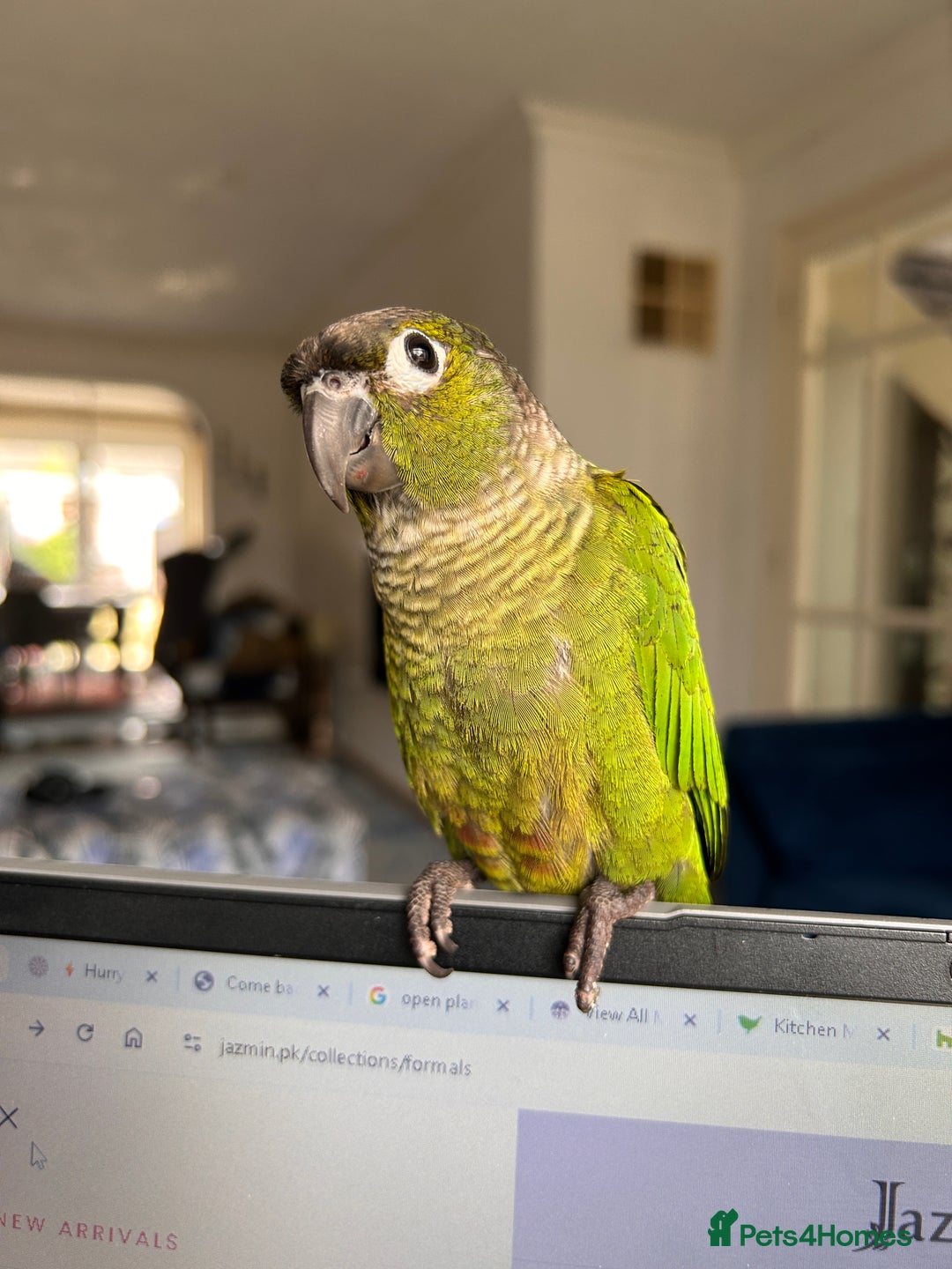 Conures birds for sale: 7 month old baby conure - Image 1