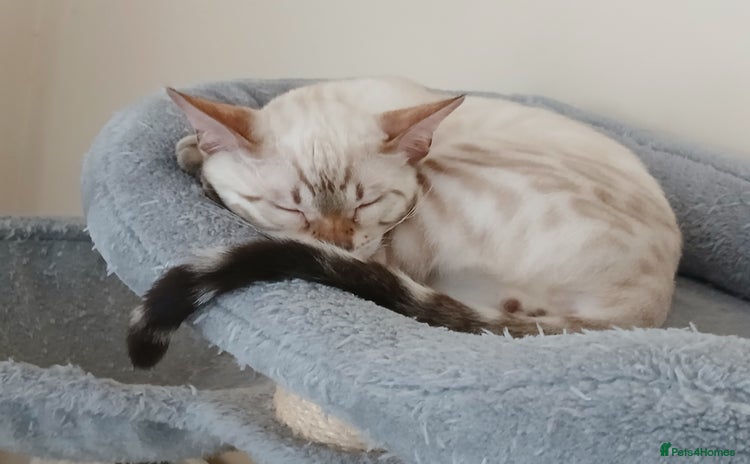 Bengal cats in Warminster - Advert 5